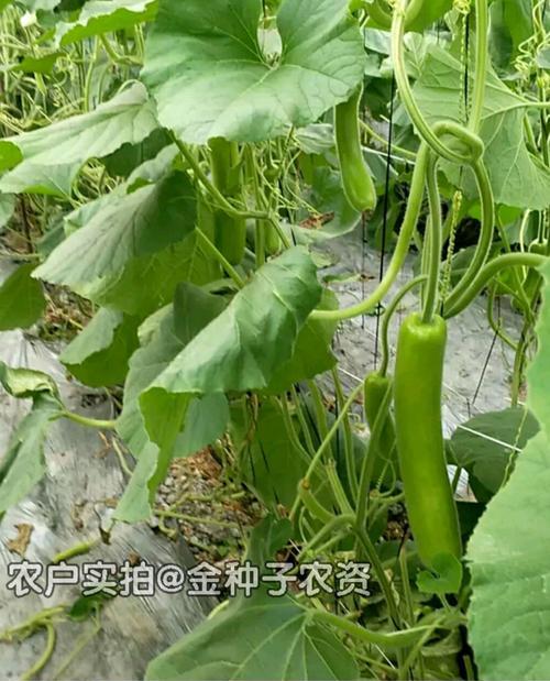 瓠子瓜叶子发黄有斑点是什么问题？如何处理？