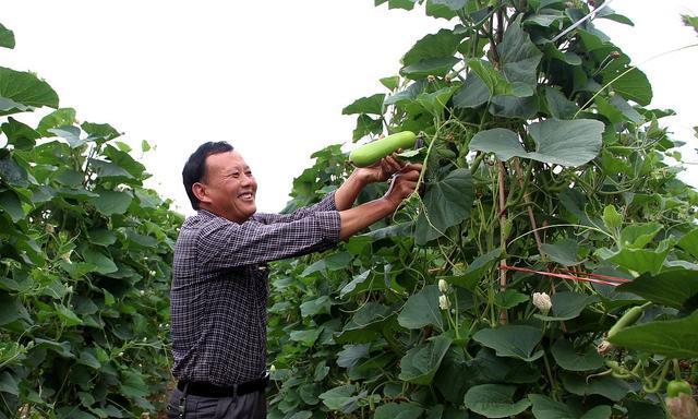 瓠子瓜叶子发黄有斑点是什么问题？如何处理？