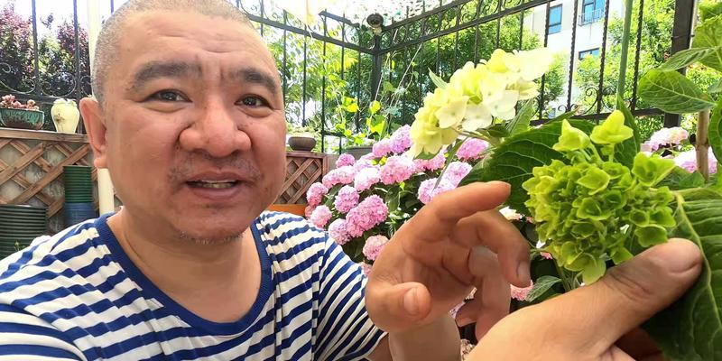 君子兰血金甲品种的特点是什么？