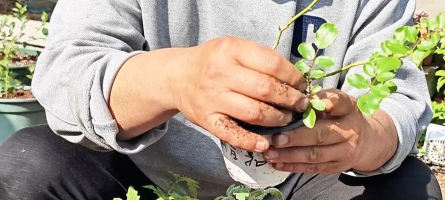 月季繁殖多苗子的有效方法是什么？