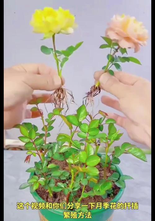 月季繁殖多苗子的有效方法是什么？