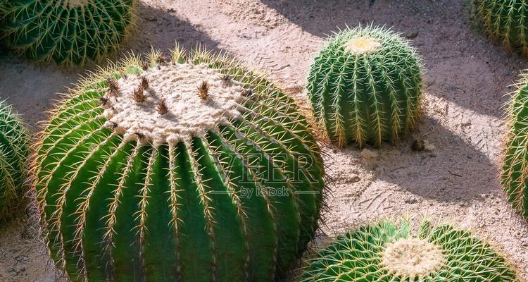 太阳下播种哪种植物最合适？