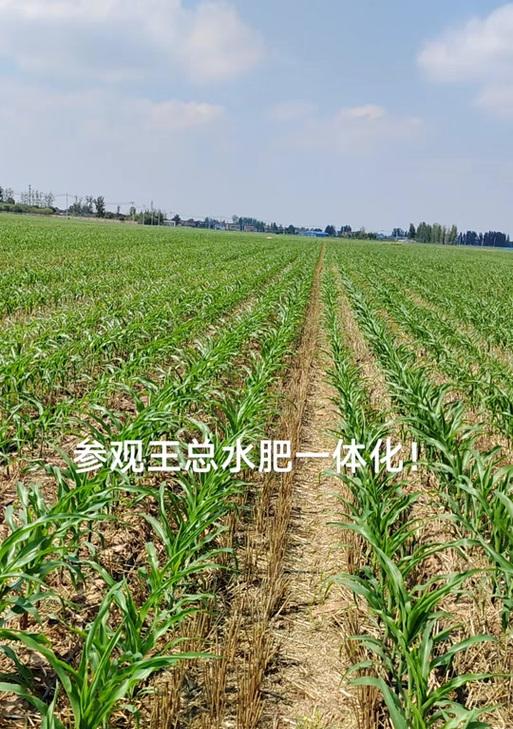 为什么干旱时玉米播种要浅？