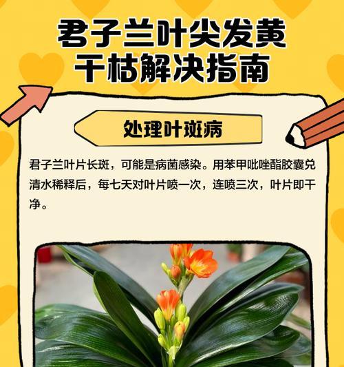 君子兰根部干枯的抢救措施是什么？