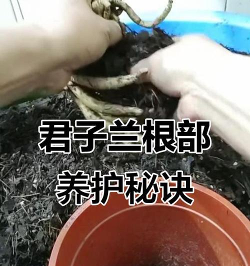 君子兰根部干枯的抢救措施是什么？