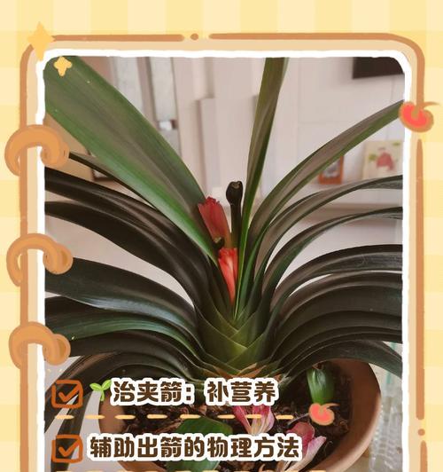 君子兰根部干枯的抢救措施是什么？