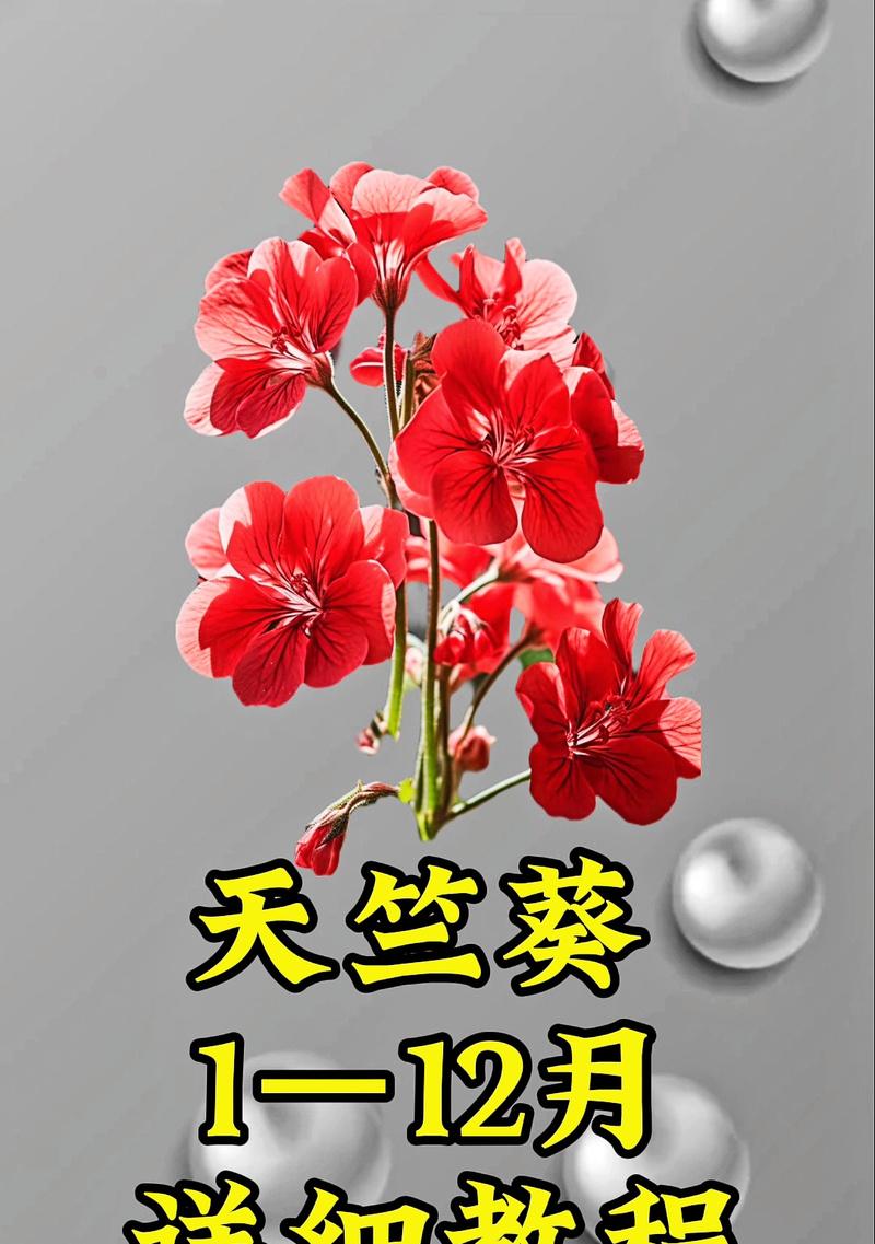 天竺葵的栽种方法及其成活率如何？