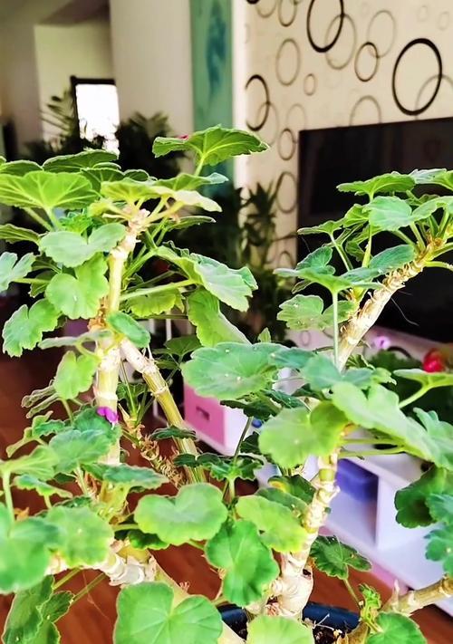 天竺葵的栽种方法及其成活率如何？