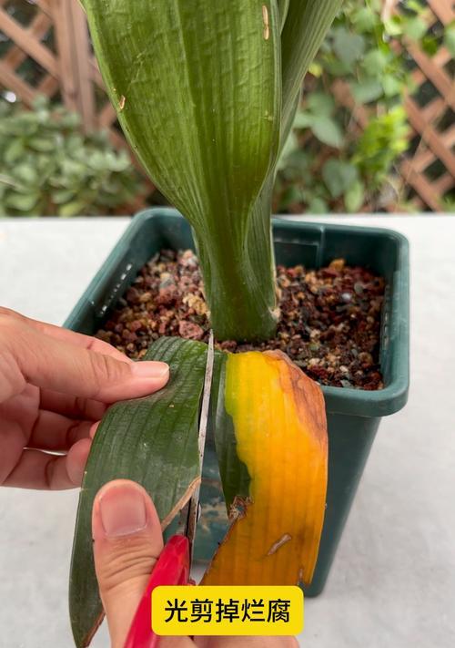 君子兰茎过高应如何修剪？
