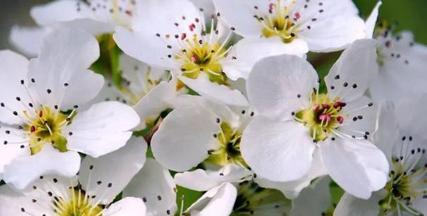 梨花花期后期应该怎样浇水？