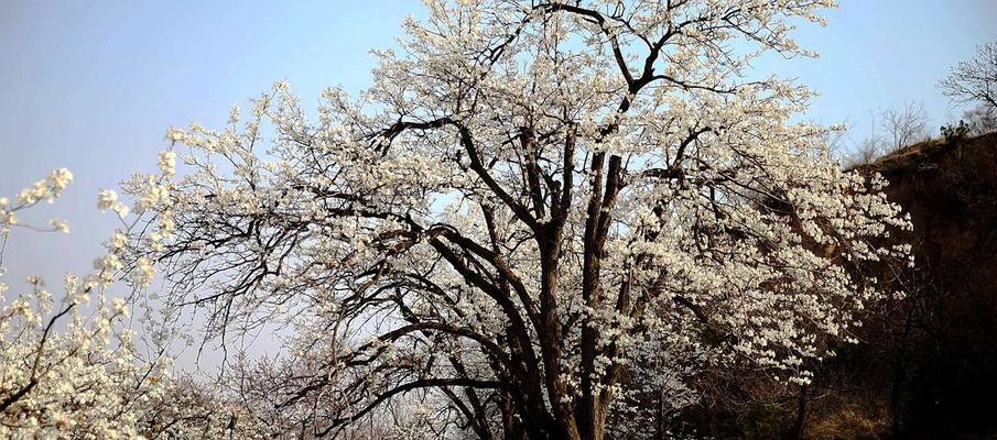 梨花花期后期应该怎样浇水？