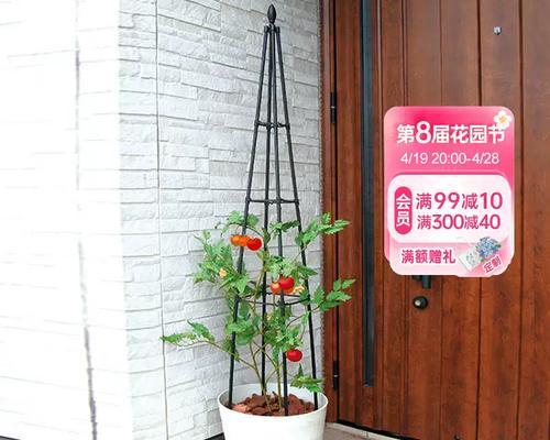 铁线莲小苗牵引架种植需要注意什么？
