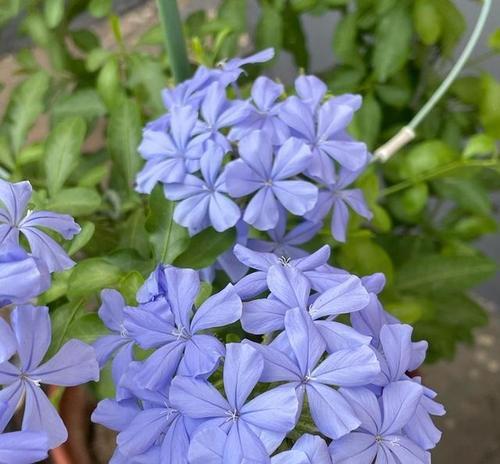 阳台很漂亮的花叫什么？有哪些适合阳台种植的花卉？