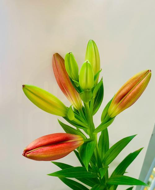 阳台很漂亮的花叫什么？有哪些适合阳台种植的花卉？