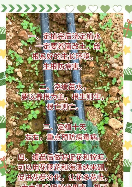 西红柿苗的最佳播种时间是什么时候？
