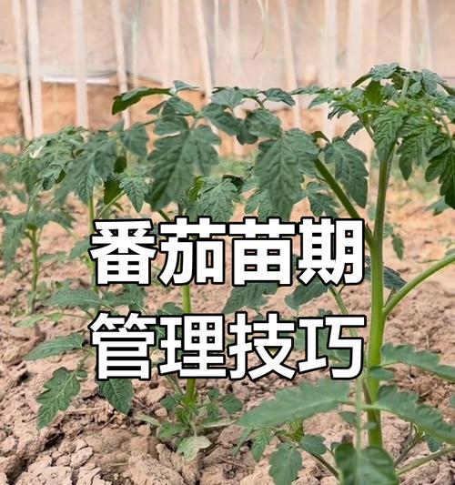 西红柿苗的最佳播种时间是什么时候？