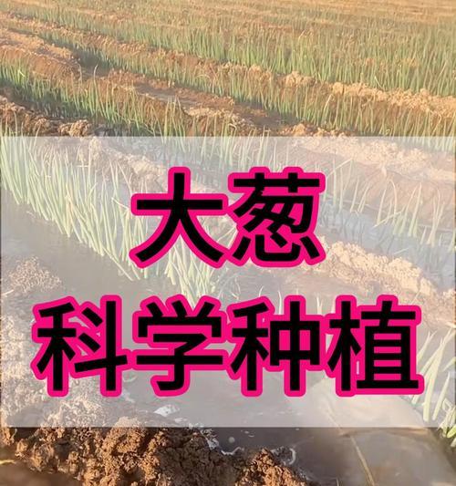 分葱种的最佳播种时间是什么时候？