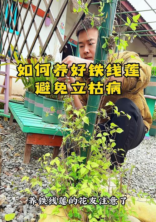 铁线莲养护不当会有哪些问题？