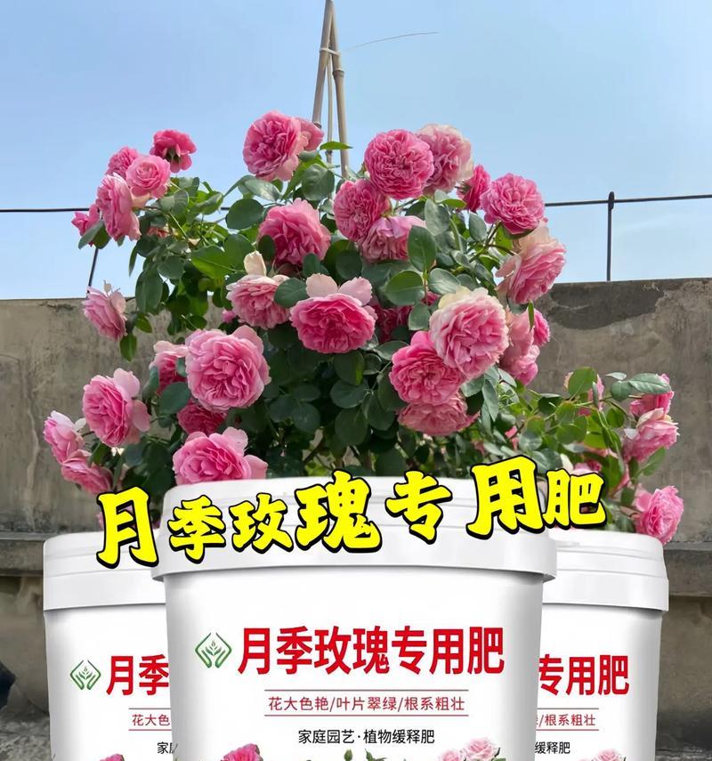 月季长根的施肥方法是什么？