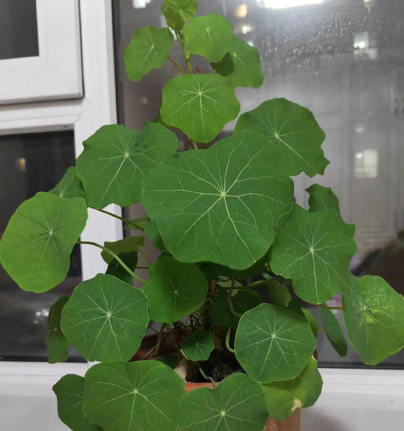 阳台窗外适合种植哪些花卉？