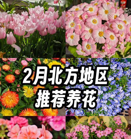北方秋季适合播种哪些花卉？
