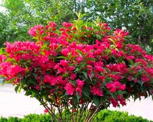 北方秋季适合播种哪些花卉？