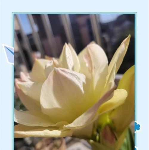 朱顶红杀菌和养护的正确方法？
