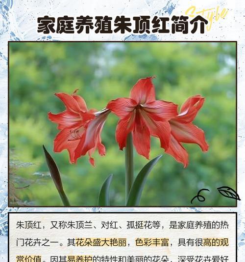 朱顶红杀菌和养护的正确方法？