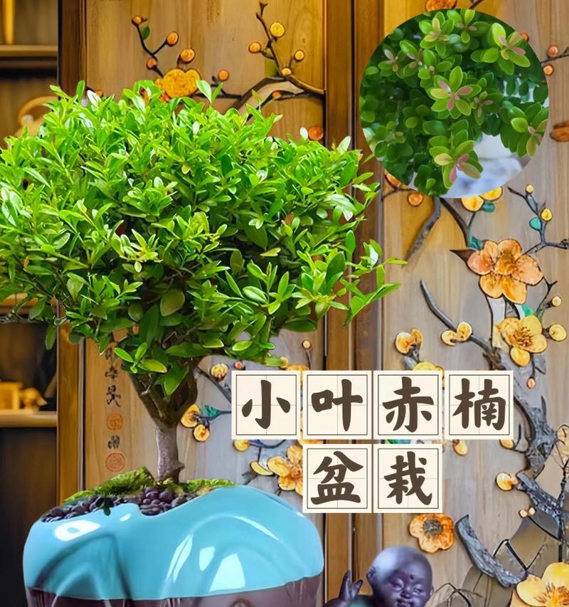 金丝楠木叶子发黄掉落的补救方法是什么？
