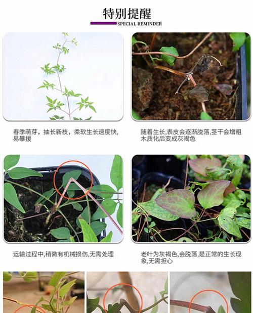 怎么把铁线莲小苗快速养大？有哪些有效的方法和技巧？