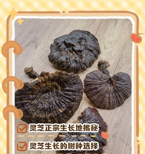 近代灵芝的栽培技术有哪些？