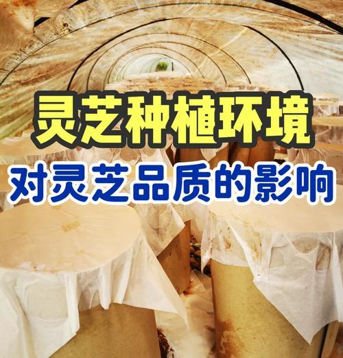 近代灵芝的栽培技术有哪些？