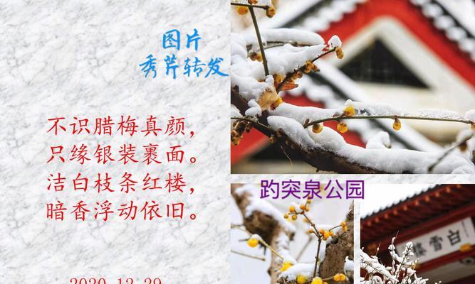菊梅栽培的关键技术要点是什么？