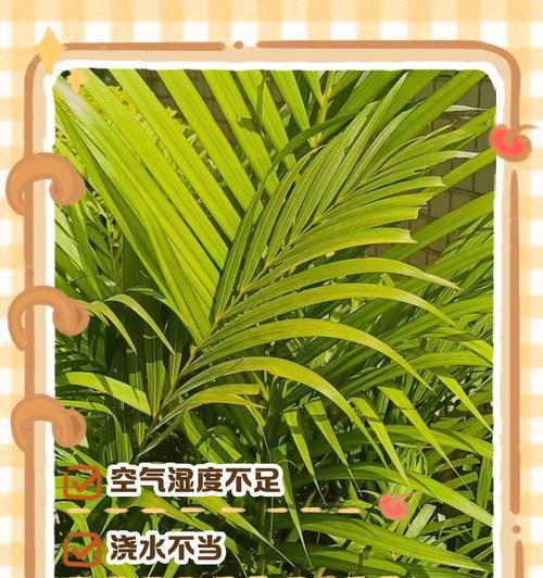 狐尾叶子发黄怎么办？如何解决狐尾草的常见问题？