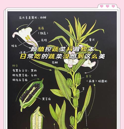哪些植物通过茎部传播种子？