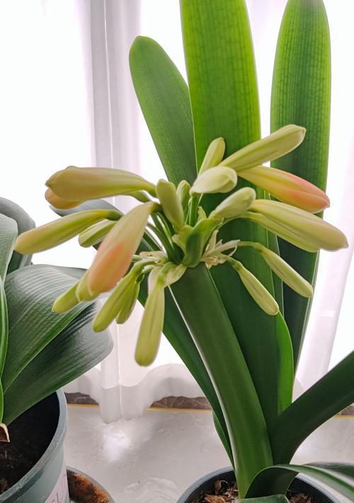 君子兰黄花虎斑的养护技巧是什么？