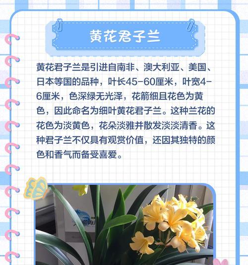君子兰黄花虎斑的养护技巧是什么？