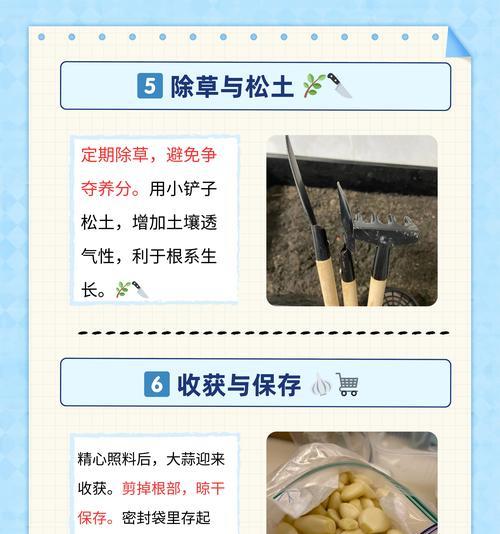 大蒜盖膜前浇水的正确方法是什么？