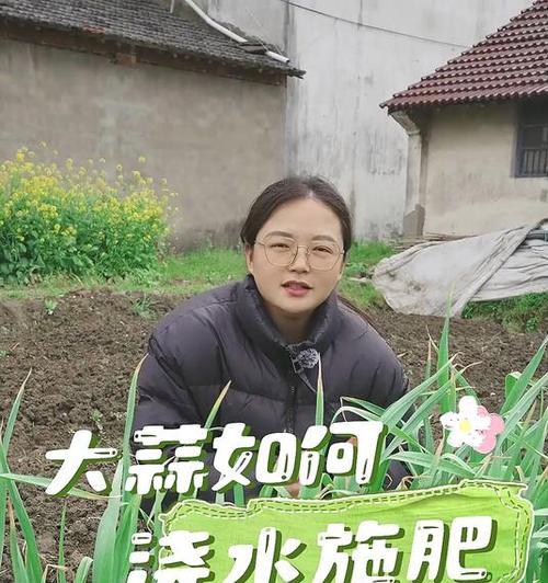 大蒜盖膜前浇水的正确方法是什么？