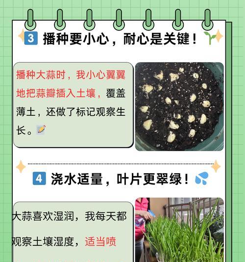 大蒜盖膜前浇水的正确方法是什么？