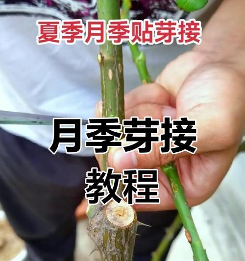 爬藤月季换架子的正确步骤是什么？