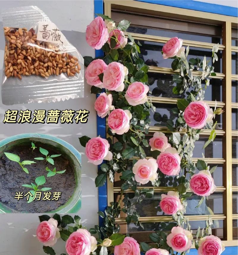 爬藤月季换架子的正确步骤是什么？