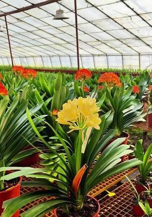 精品君子兰黄花的养护技巧有哪些？