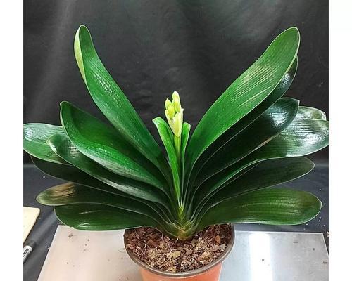 精品君子兰黄花的养护技巧有哪些？
