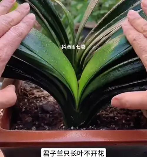 精品君子兰黄花的养护技巧有哪些？