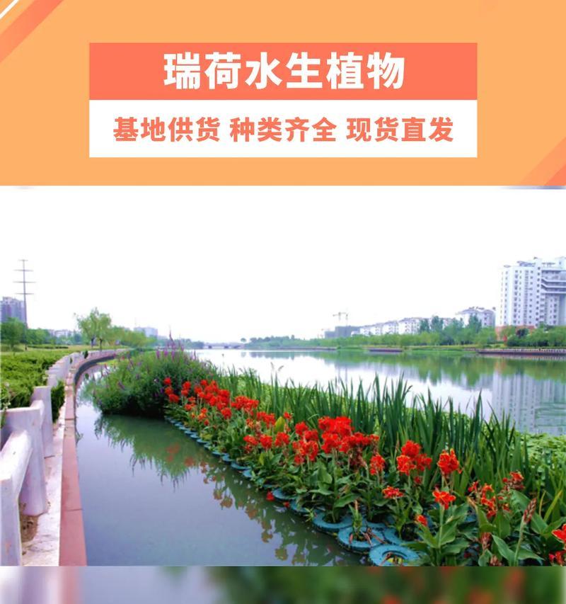 半阴半阳环境下适合种植哪些水生植物？