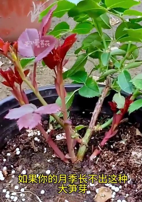 如何分辨月季芽的好坏？有哪些标准？