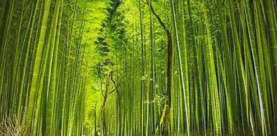 岚山地区观赏植物有哪些种类？