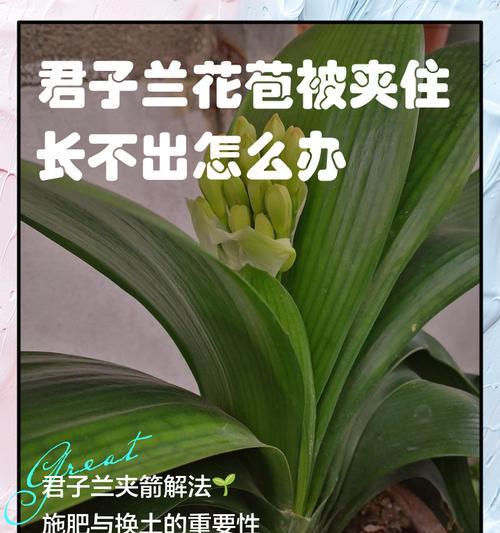 君子兰夹板花的养护技巧有哪些？如何保持其美观？