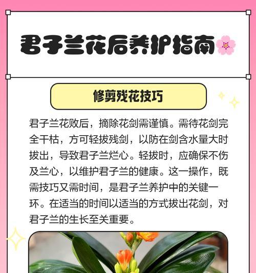 君子兰夹板花的养护技巧有哪些？如何保持其美观？